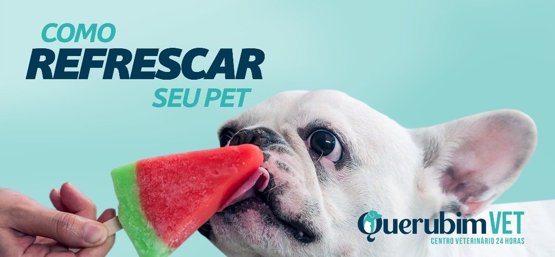 🍉 Qual Cachorro Você Seria? 🍉